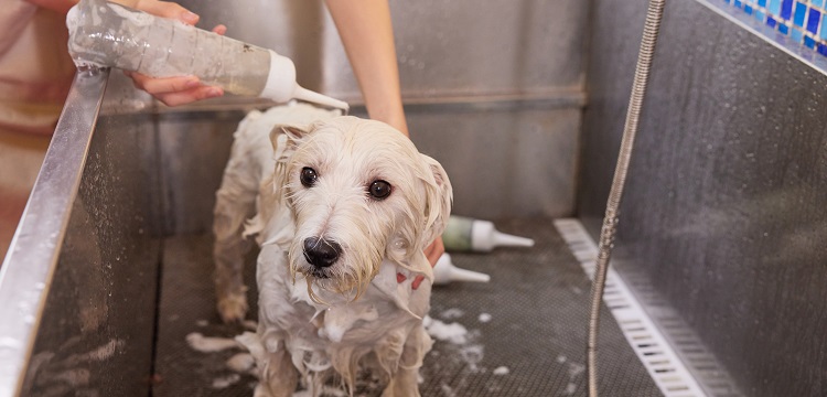 卡伯值檢測(cè)