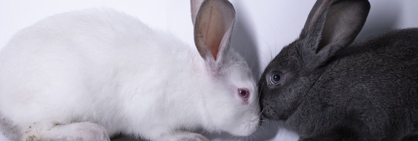 化妝品眼刺激試驗(yàn)